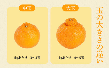 アルギット 不知火 約2.5kg 中玉 サイズ（11～12玉） 数量限定 先行予約 有田川町 山崎農園