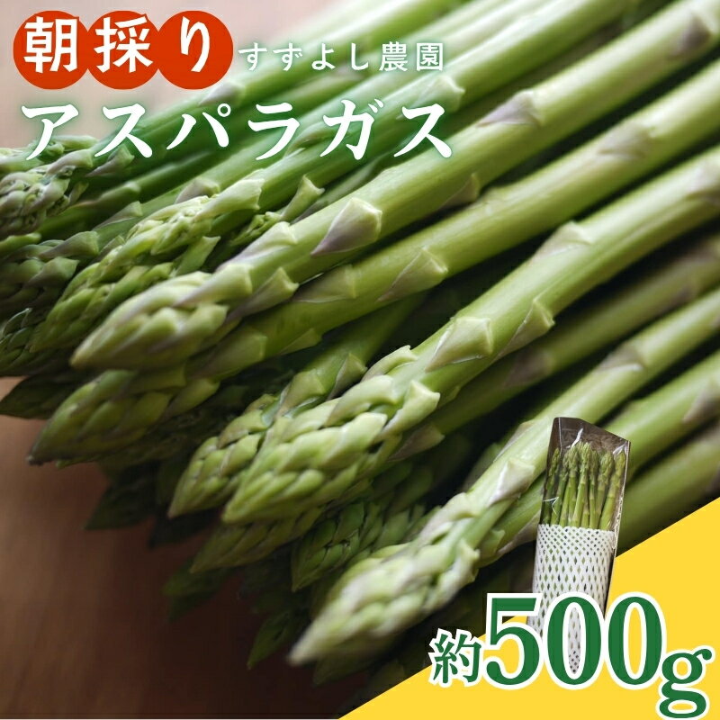 【ふるさと納税】No.2878 【農家直送】鮮度抜群！アスパラガス 約500g 贈答用【2026年発送】