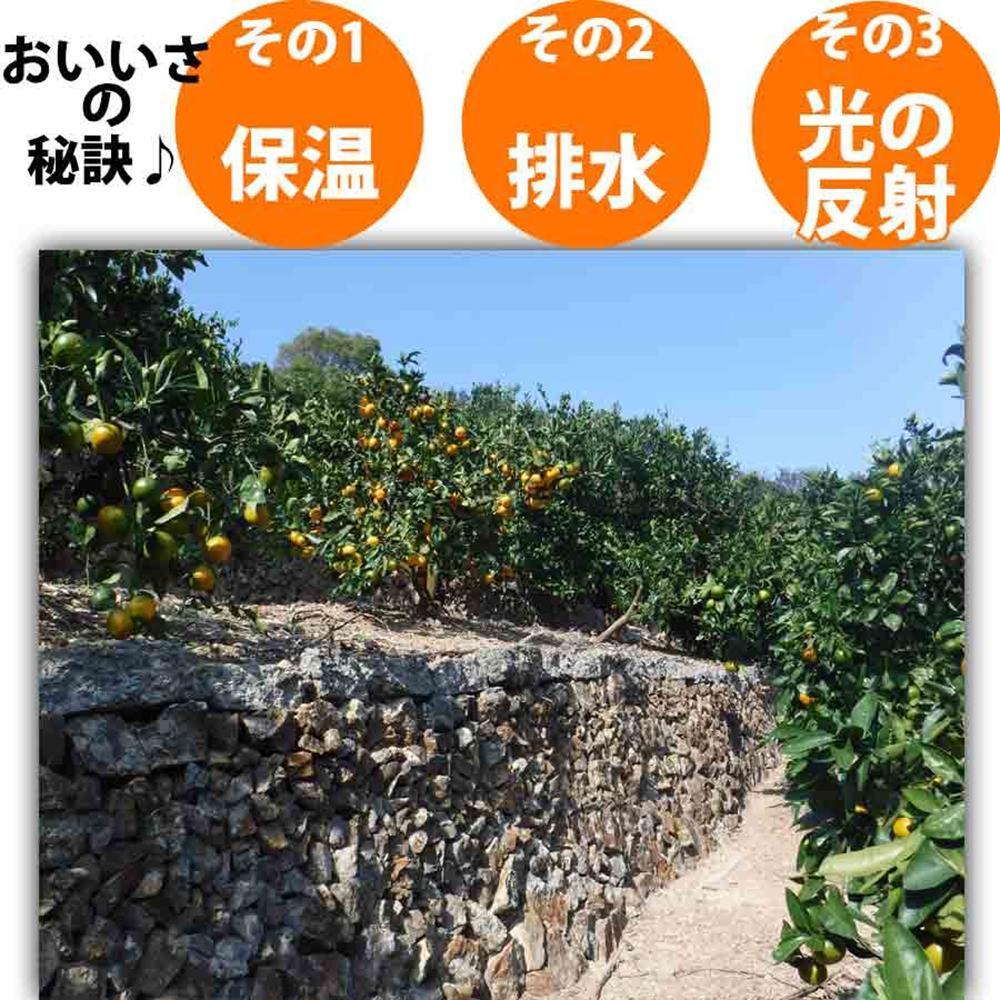 みかん 7kg ご家庭用　和歌山県有田川町産　有田みかん ありだみかん   	CE055_イメージ3
