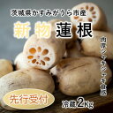 【ふるさと納税】新物!　肉厚でシャキシャキの食感と甘みが特徴　　掘りたて れんこん　2Kg(2～4本)【配送不可地域：離島】【1420961】