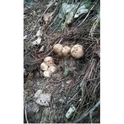 【ふるさと納税】【2026秋発送】産地直送　岩泉産　松茸　小・コロ 300g【配送不可地域：離島】【1632424】