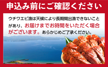 ウチワエビ 半身 約500g(5-8切)【ひばり】[KAA062]/ 長崎 平戸 魚介類 海老 エビ ウチワエビ 季節限定 ご当地 グルメ