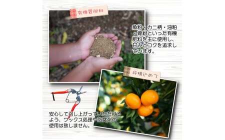 ちっちゃな 有田みかん こつぶみかん 家庭用 5kg （3S～2Sサイズ混合） 光センサー選別 ※2026年11月中旬～2027年年1月中旬に順次発送予定 ※北海道・沖縄・離島への配送不可 / 温州み