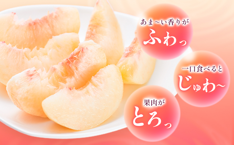 【先行予約】桃 岡山白桃 1.6kg 株式会社藍《2026年7月中旬-7月末頃出荷》 岡山県 浅口市 岡山県産 もも フルーツ 果物 くだもの 白桃 送料無料---124_c1986_7b7m_25_