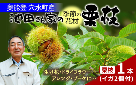 【先行予約】季節の花材 栗枝 1本（約35～38cm）【2025年9月下旬以降順次発送】/ フラワーアレンジ くり 