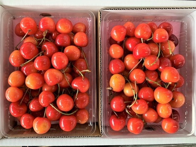 さくらんぼ（佐藤錦）１ｋｇ　ご家庭用　0020-2606
