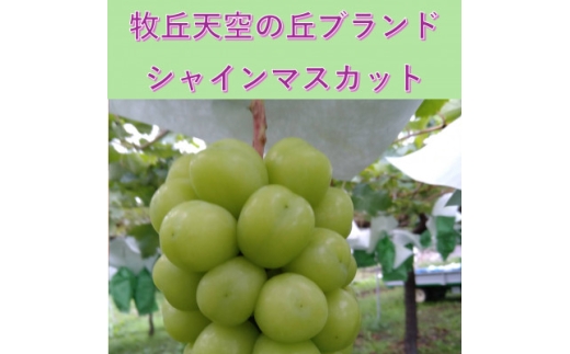 【2026年発送】10月中旬発送「牧丘天空の丘シャインマスカット」約1kg(2～3房)【1691201】