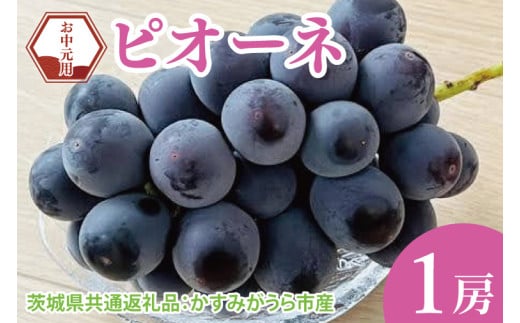 【先行予約】【お中元】ピオーネ1房（茨城県共通返礼品：かすみがうら市）（CD179）