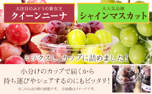 カップ入りぶどう シャインマスカット クイーンニーナ 約300g × 3カップ 株式会社シグマサポート《9月中旬-10月下旬頃出荷》三重県 東員町 ぶどう ブドウ フルーツ 果物 冷蔵 冷蔵便 f-1