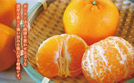 お試し用 訳あり ポンカン 3kg 7000円 みかん mikan 蜜柑 ミカン わけあり ぽんかん 産地直送 国産 農家直送 糖度 期間限定 数量限定 特産品 ゼリー ジュース アイス 冷凍 みかん