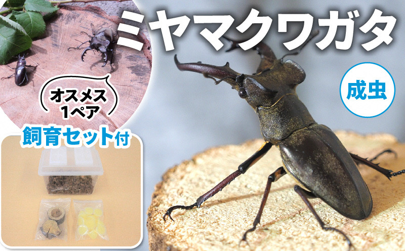 
            【配送期間は2026年6月下旬～8月上旬に随時配送】ミヤマクワガタ（成虫）オスメス１ペア飼育セット付 生き物 昆虫 男の子 子供 飼育観察 大型 夏休み 自由研究 自然 環境 学習 孫 プレゼント  [№5299-0100]
          
