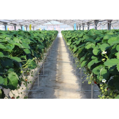 紅ほっぺセット(6パック)【配送不可地域:離島・北海道・沖縄県・四国・九州】