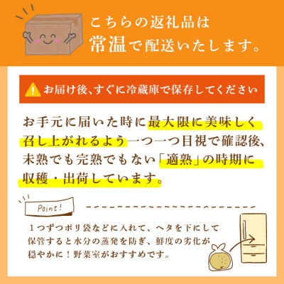 新高 梨 5kg 8～12玉 予約受付 梨 なし 甘い かすみがうら市【配送不可地域：離島・沖縄県】