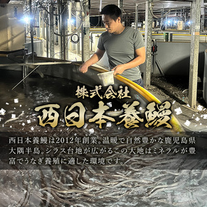 うなぎ 無投薬 鹿児島県産  (100g×4パック) うなぎ【西日本養鰻】 A585