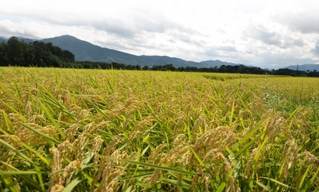 新米 定期便 令和7年産 【6回定期便】 白米 コシヒカリ 5kg