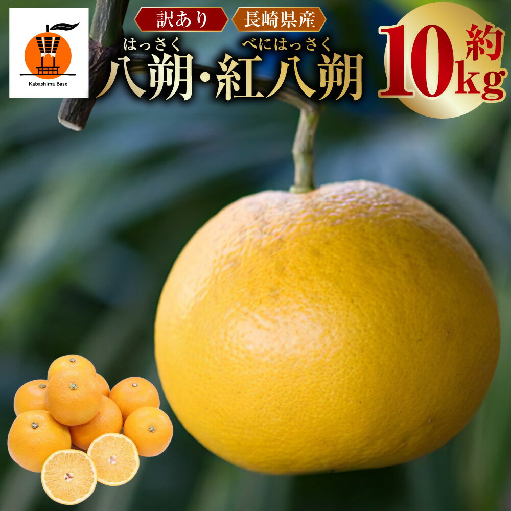 【ふるさと納税】【訳あり】長崎県産 八朔・紅八朔 約10kg はっさく 中型柑橘 みかん ミカン 蜜柑 柑橘類 フルーツ くだもの 果物 果実 国産 長崎県 長崎市 送料無料 【2026年2月上旬～3月上旬迄発送予定】
