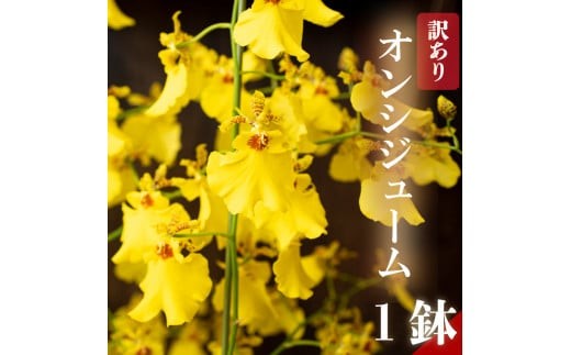 
                  訳あり オンシジューム ( アロハ・イワナガ ) １鉢 M～2L お花 ラッピング 有り 無し 花 はな フラワー インテリア 鑑賞 洋ラン 鉢 栽培 園芸 母の日 プレゼント ギフト 贈り物 ガーデニング 初心者向け KN006-all
                