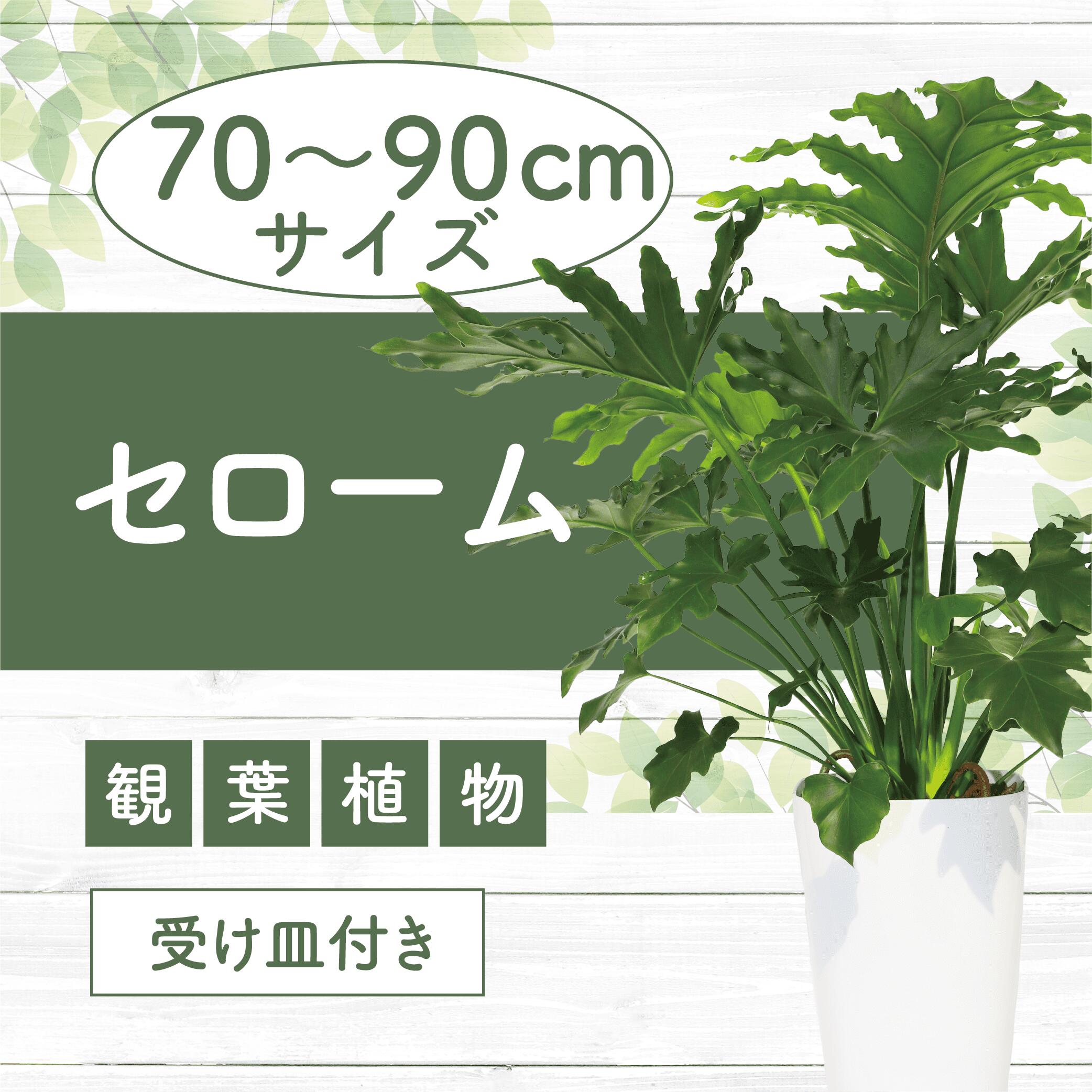 【ふるさと納税】セローム(鉢底から70～90cm・白色プラスチック鉢・受け皿付き) ※北海道・沖縄・離島配送不可※ 観葉植物 植物 鉢付 インテリア 室内 オフィス おしゃれ プレゼント ギフト 開店祝い 移転祝い マイナスイオン【緑の中道】
