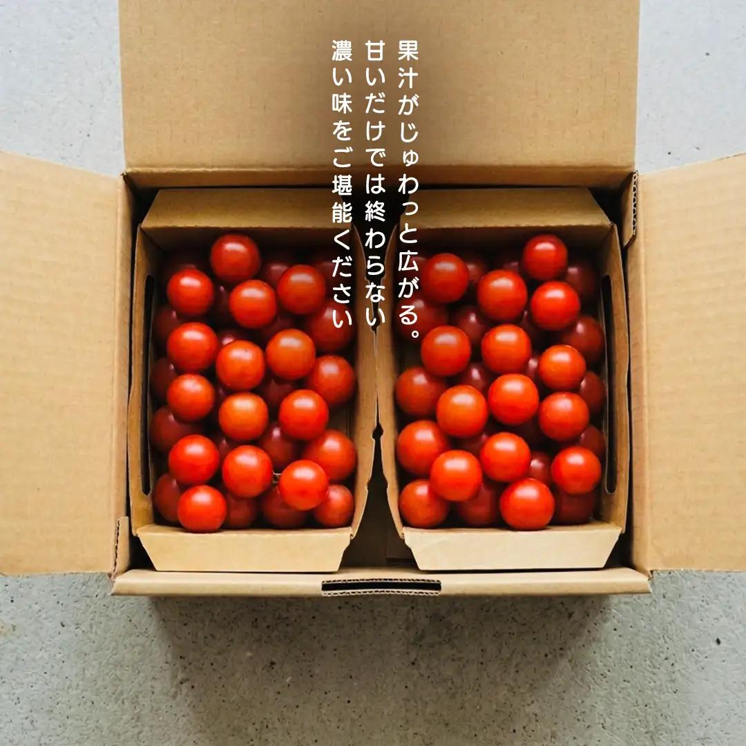 ミニトマト ネネ 1kg (FF002)