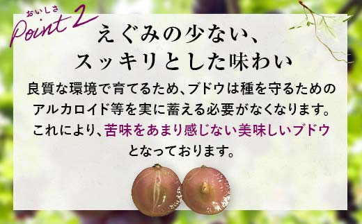 【山陽小野田市・宇部市共通返礼品】【農薬・化学肥料不使用】ぶどうの粒 9粒（直径28?以上） フルーツ ぶどう 葡萄 ブドウ ピオーネ 有機 無農薬 山口県 山陽小野田市 ふるさと納税 F6L-107