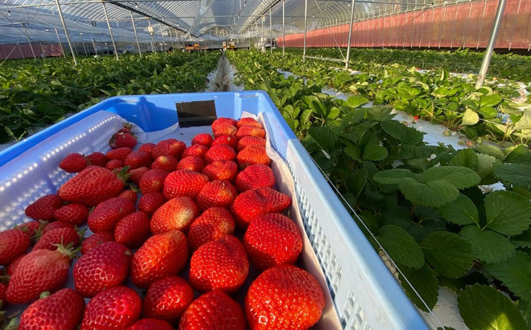 オーガニック冷凍あまおう 3kg (500g×6パック)【伊世いちご畑】_HA1317