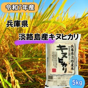 令和7年産 キヌヒカリ 5kg 米 白米 精米 こめ お米 コメ キヌヒカリ5kg 5キロ 米5キロ 淡路島産 洲本市