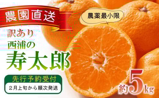 訳あり みかん 寿太郎 5kg 西浦 蜜柑 柑橘 オレンジ 木負観光みかん園 ランキング 糖度 美味しい コスパ 甘い 人気 時期 旬 静岡 沼津 おいしい