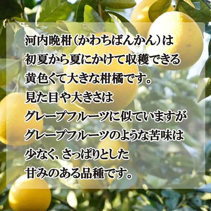訳あり 河内晩柑 愛南ゴールド 10kg 河内晩柑 吉田農園