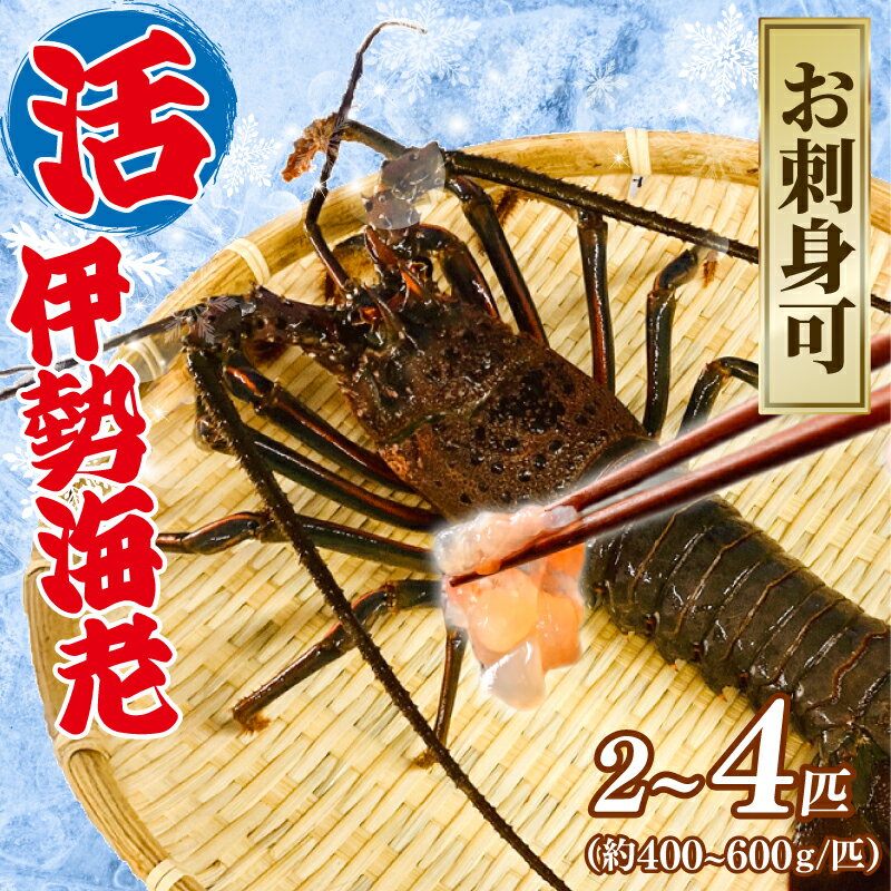 【ふるさと納税】 活 伊勢海老 【選べる容量】 2匹～4匹（1匹 400～600g） 計約1kg～2kg お刺身可 生食 刺身 氷締め 産地直送 銚子港 水揚げ 国産 厳選 新鮮 絶品 鮮度 贅沢 料理 生簀 海鮮 イセエビ 海老 送料無料 千葉県 銚子市 治吉水産 旬 【8月10日以降順次発送予定】
