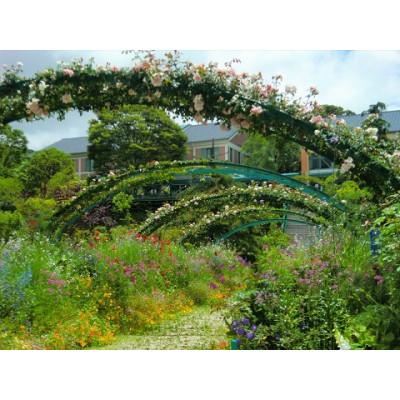 ふるさと納税 北川村 薔薇『クロード・モネ』【北川村モネの庭マルモッタン】 |  | 03