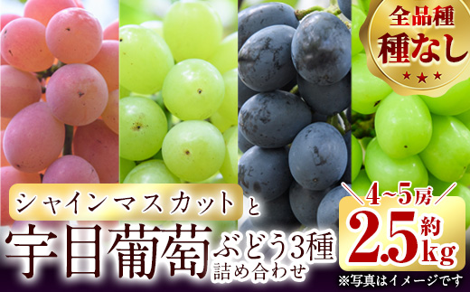 ＜先行予約受付中！2025年9月以降順次発送予定＞宇目葡萄 3種詰め合わせ＋シャインマスカット入り(合計2.5kg・4〜5房) ピオーネ 安芸クイーン ハニービーナス ぶどう 種なし 大分県 佐伯市【AY72】【(公財)さいき農林公社】