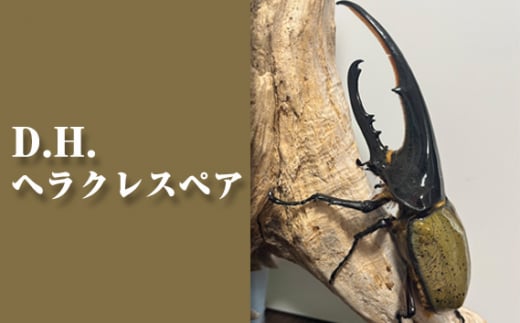 D.H.ヘラクレスペア【♂：130mm台/♀：フリーサイズ】 ／ ヘラクレスオオカブト 成虫 ペア 昆虫 大型カブトムシ 飼育 観察 昆虫好き 飼育セット 生体 標本 夏休み 自由研究 子ども 休日 昆虫グッズ 昆虫採集 ブリード インセクト No.229
