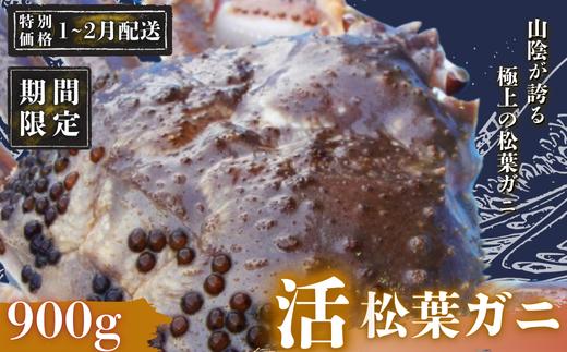 【期間限定配送！1～2月発送希望の方へ！】松葉ガニ 900g〈活〉マツバガニ 冬の旬。贅沢の極みをご家庭で 松葉カニ マツバカニ カニ 蟹 新鮮 旬 プレゼント 贈与 お祝い事 贈り物 年末年始 祝辞 隠岐 西ノ島町