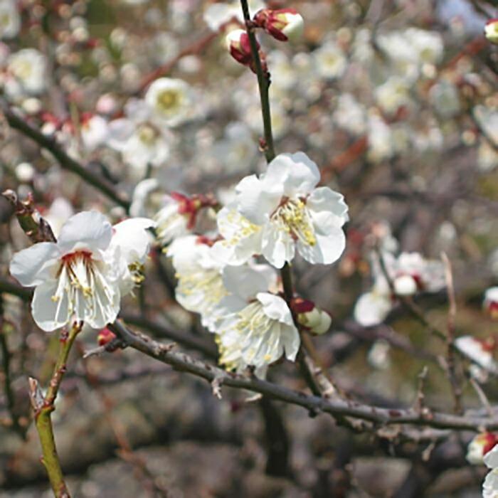 【贈答用】紀州南高梅 桃風味梅干 1000g 化粧箱入 【US24】　CB90021_イメージ2