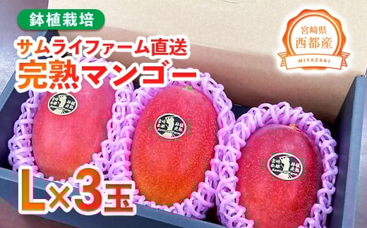今が旬！西都産完熟マンゴー Ｌサイズ×２個 鉢植栽培 宮崎県西都産 サムライファーム＜1-157＞宮崎マンゴー 果物 フルーツ 甘い