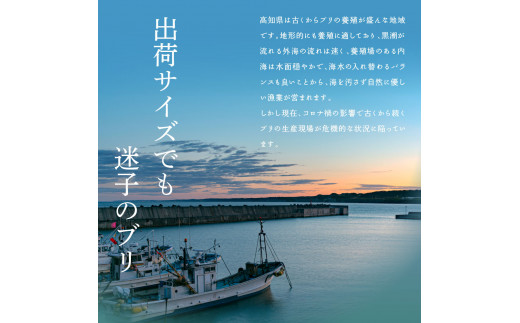 緊急支援 海鮮「ブリの漬け丼の素」1食80g×5P《迷子のブリを食べて応援 養殖生産業者応援プロジェクト》コロナ応援  惣菜 そうざい冷凍 保存食 小分け パック 高知 海鮮丼 一人暮らし〈高知市共通返礼品〉