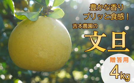 【先行予約】【発送期間:2027年3月上旬～なくなり次第終了】贈答用 土佐文旦 4kg 文旦