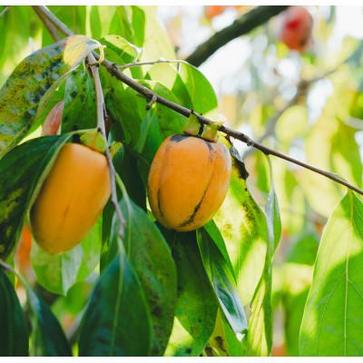 ふるさと納税 松江市 とろ〜り甘い柿の里の西条柿 6玉 |  | 02