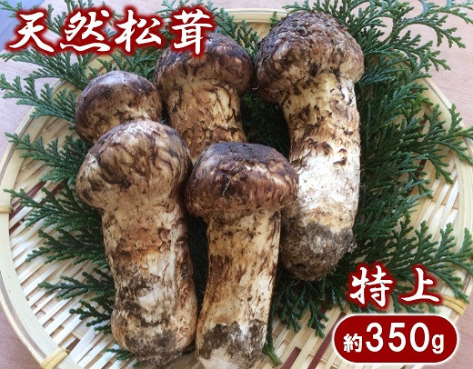 
                  【期間限定】 岩手県産 松茸 天然 約350g 国産 【特上】
                