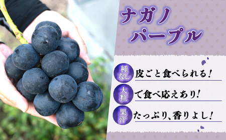 【先行受付2026年発送】2種の種なしぶどうセット(クイーンセブン・ナガノパープル） 合計2房｜あおさく農園　※2026年9月中旬以降発送予定