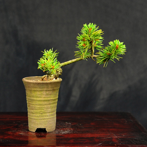 赤石の泉 赤石 五葉松（鉢植え） F-123【現品限り】【配送地限定】