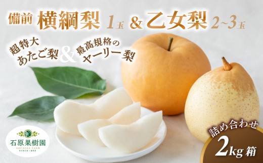 詰め合わせ 2kg箱 赤秀 横綱梨1玉(1～1.5kg玉) 乙女梨2～3玉 岡山県産 | あたご梨 愛宕梨 ヤーリー梨 鴨梨 梨 特選品 上級品 贈り物 御歳暮 果物 くだもの フルーツ 備前横綱梨 備前乙女梨 石原果樹園【ishk033-01】