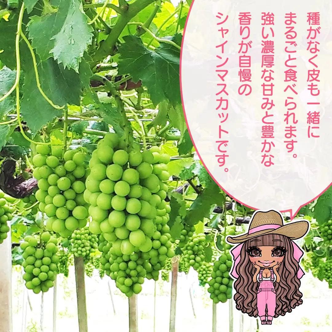 【 先行予約 】 極上の甘さの天使の シャインマスカット ！ 2房 （ 茨城県共通返礼品： かすみがうら市 ） 【 2026年9月頃発送 】 