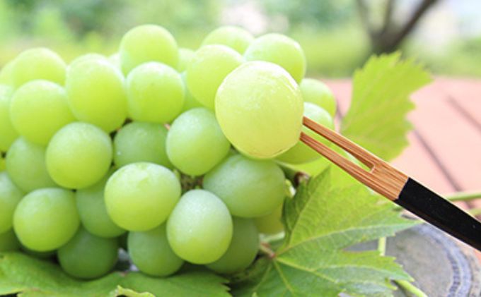 桃 ぶどう 2026年 先行予約 白桃 2玉 合計約600g （1玉約300g） シャインマスカット 晴王 ニューピオーネ 各1房 550g以上 もも 葡萄 詰合せ 岡山 国産 フルーツ 果物 ギフト