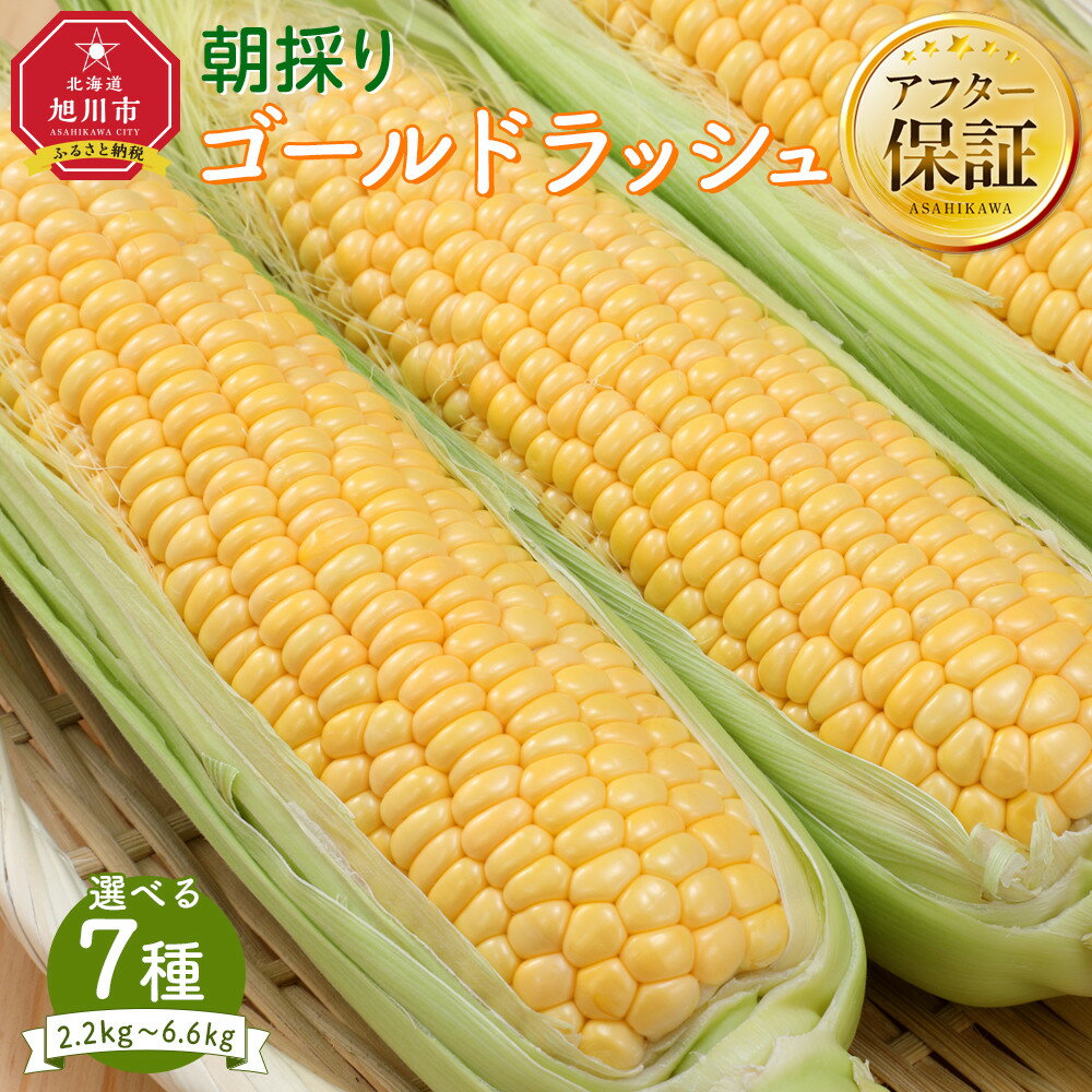 【ふるさと納税】【本数選択可】【26年先行予約】朝採り とうもろこし ゴールドラッシュ（2026年8月下旬発送予定） | コーン とれたて お取り寄せ 野菜 夏野菜 旬 冷蔵配送 冷蔵 旭川市 北海道 送料無料