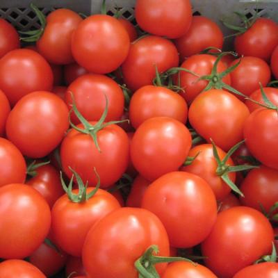 ふるさと納税 世羅町 真っ赤なトマトのピリ辛ソース 300ml×3本 |  | 01