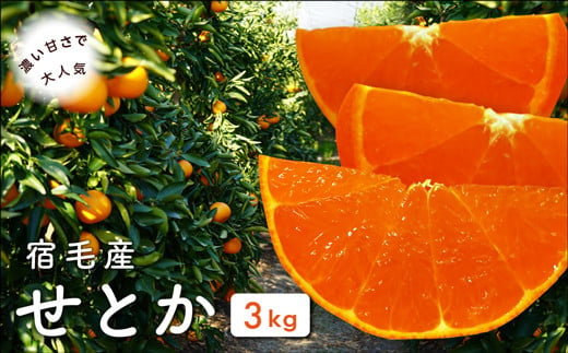 
宿毛産せとか3kg
