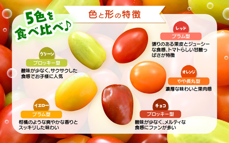 カラフルミニトマト5色アソート (赤、オレンジ、イエロー、グリーン、チョコ) 1kgギフト箱入 色とりどりの栄養カプセル！【とまと トマト ミニトマト 野菜 生野菜 美容 健康 新鮮 産地直送 贈答 