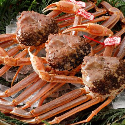 ふるさと納税 北栄町 【活】 《タグ付き》厳選松葉がに 特大3杯(700g以上×3杯)　2025年11月発送