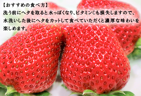 濃厚苺 さちのか 250g×4パック(合計1kg) 濃厚いちご 苺 イチゴ 果物 フルーツ ビタミン